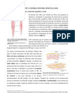 La Excitación y Contracción Del Músculo Liso