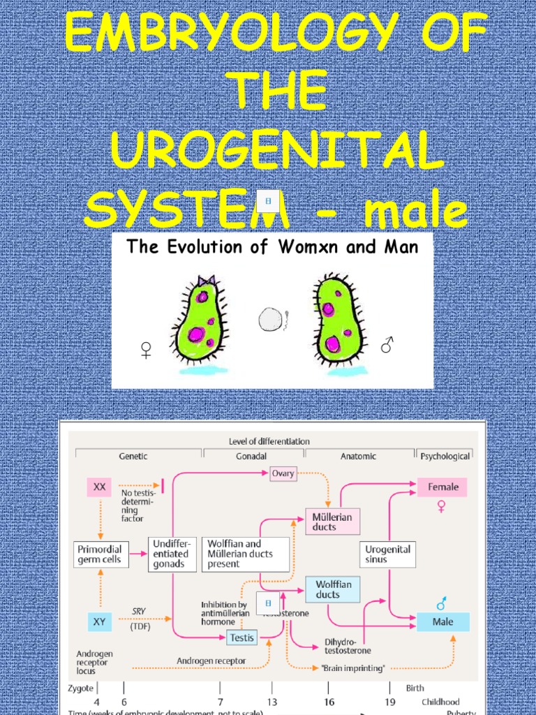 2nd+Years+Embryology+male+reproductive+system+2020+GJL+Part+1 (1) | PDF