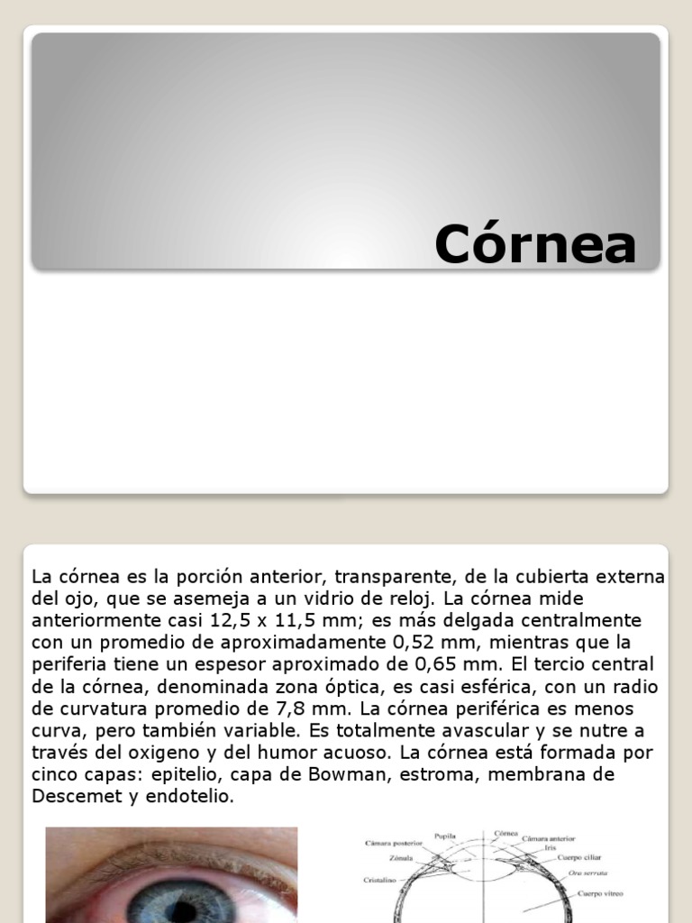 Cónea | PDF
