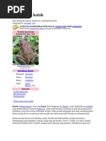 Download Kodok sawah by Vj Ahmadin SN66521980 doc pdf