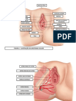 Presentation1 Bioestimulador Regiao Intima