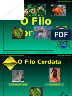 Filo Cordata Band