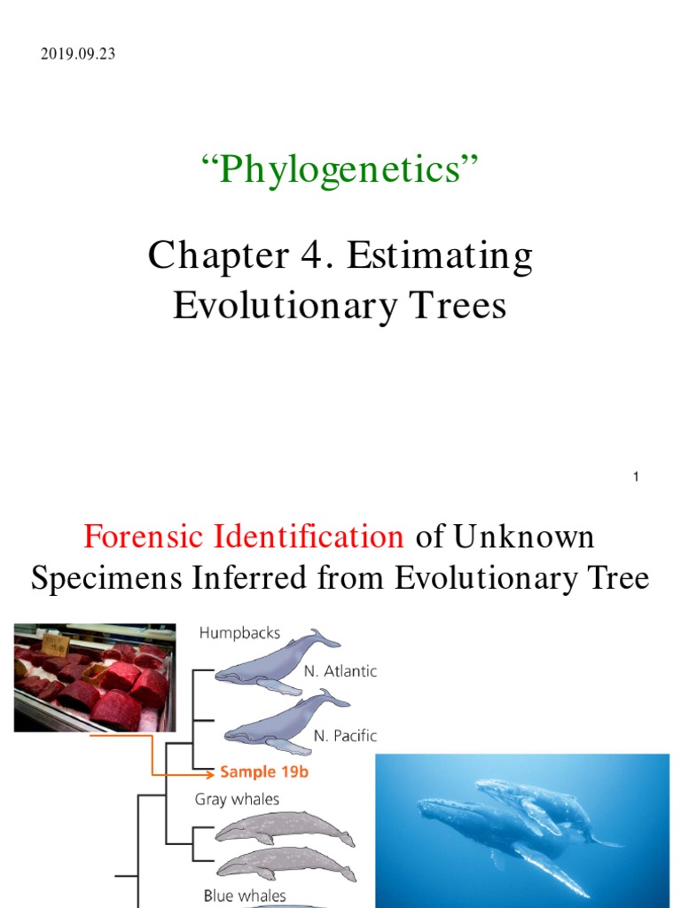 Ch.4 Estimating Evolutionary Trees - 2019.09.23 | PDF | Phylogenetic ...