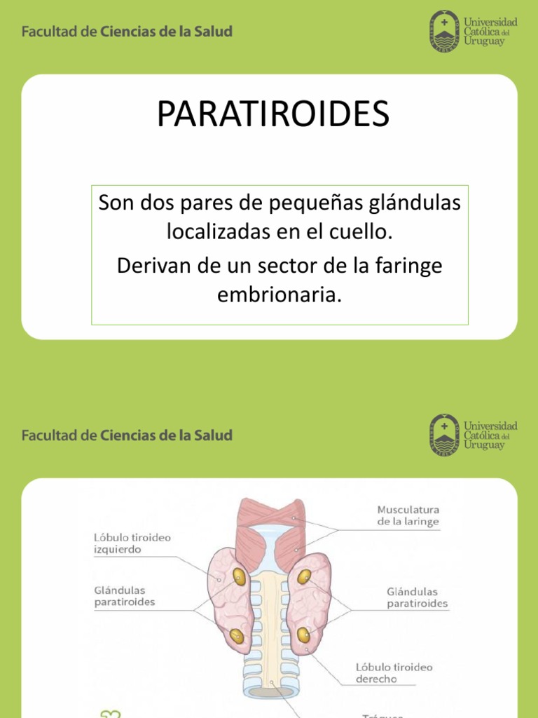 Función y anatomía de las paratiroides | PDF | Glándula paratiroidea ...