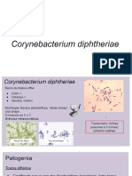 Sesion 5-2 Corynebacterium y Bordetella