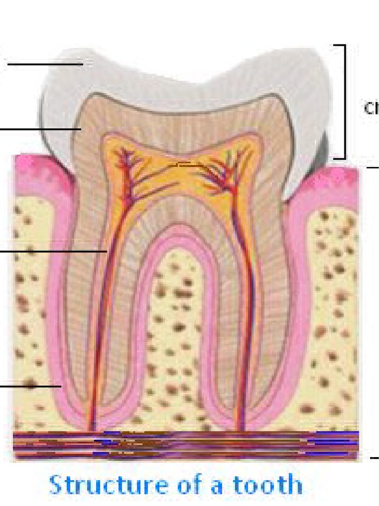 Structure of A Tooth | PDF