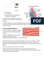 Corazón Musculo Cardiaco Resumenes