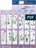 Guide To Flowers of The Hedgerow