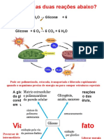 Aula 4 Fermentacao e Ciclo Acido Citrico