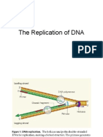 10 30 2006 MCB DNA Replication 1
