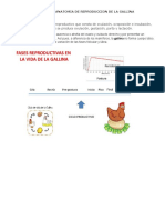 Fisiologia y Anatomia de Reproduccion de La Gallina