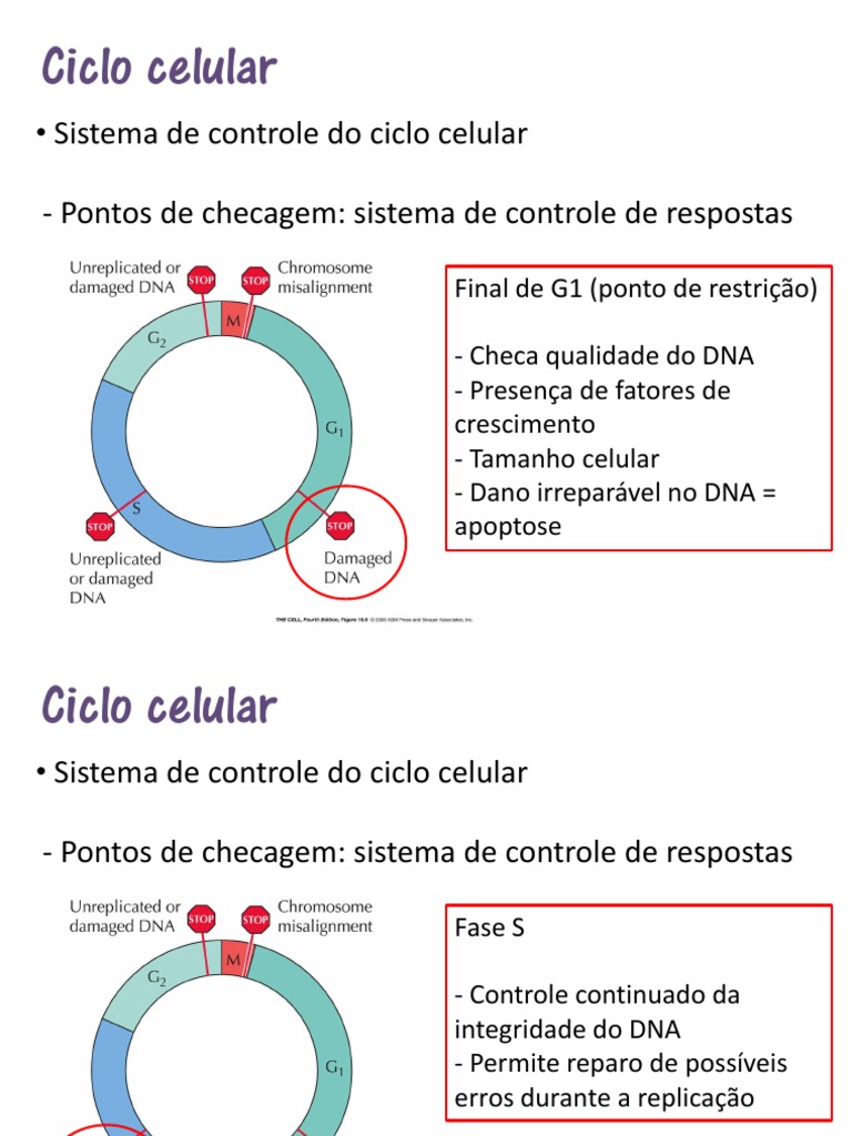 Aula 7 Ciclo Celular Apoptose | PDF