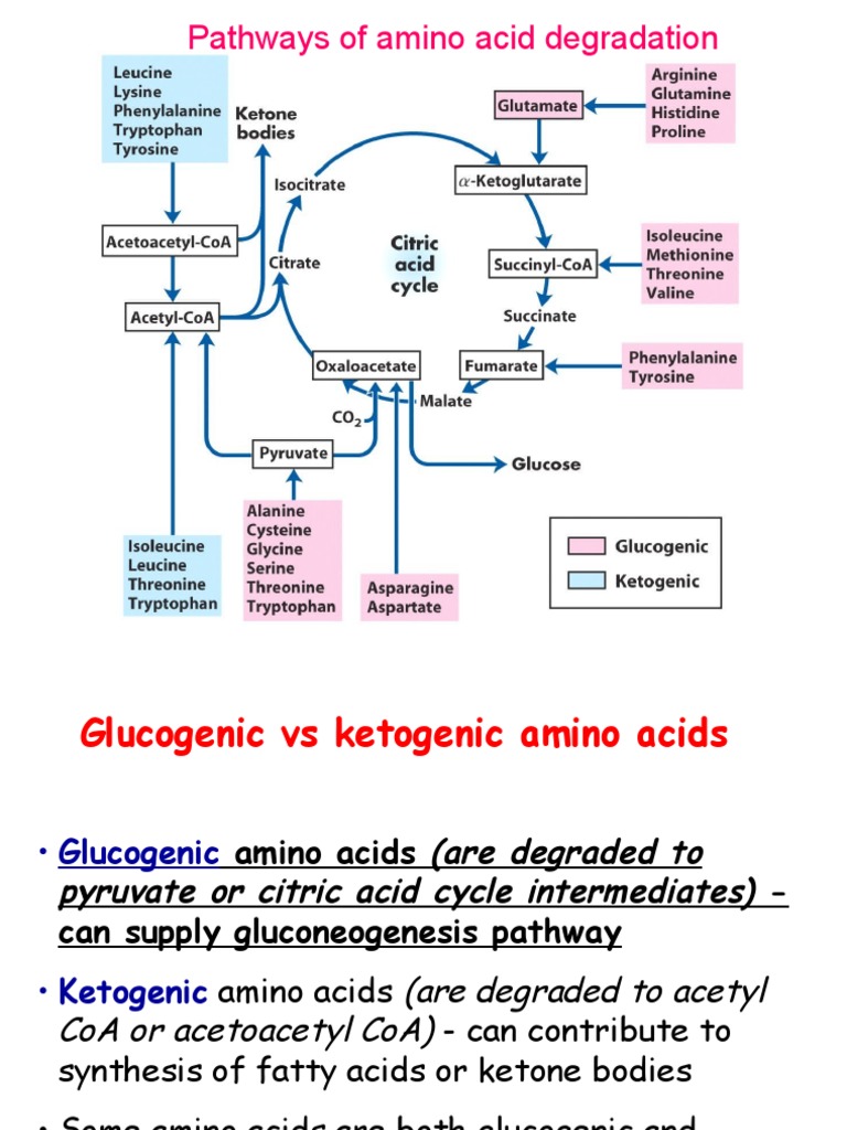 Amino Acid MetCl 5 GLUCOGENIC PDF