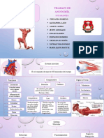 Trabajo Del Sistema Muscular