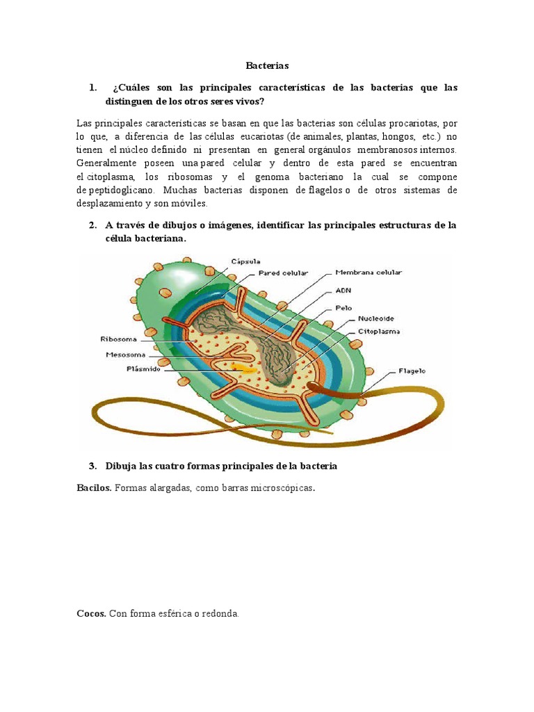 Bacterias Especialidad | PDF | Bacterias Gram Positivas | Las bacterias