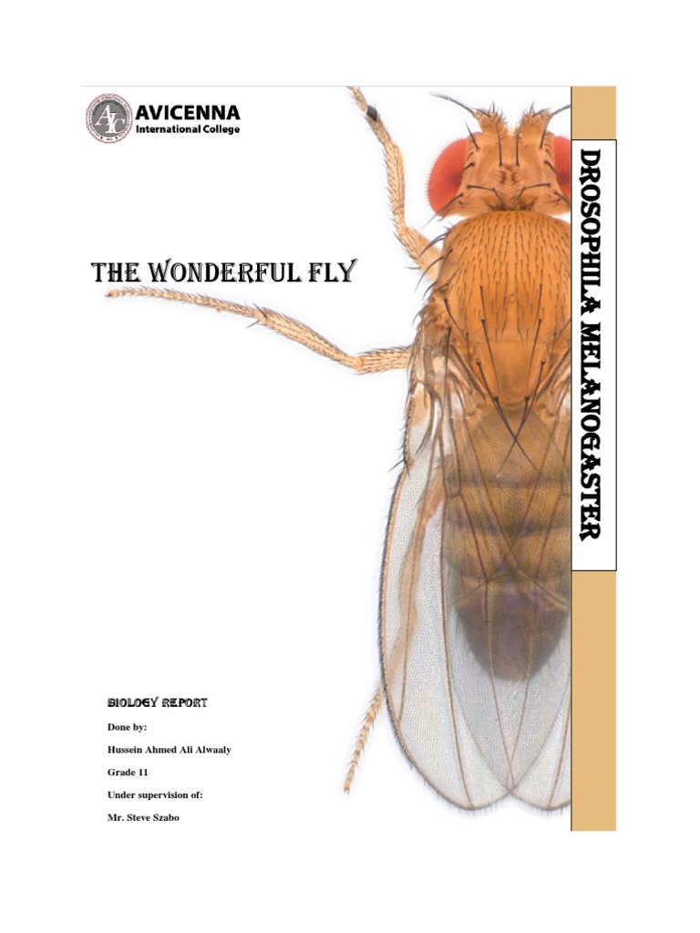 Drosophila Melanogaster: Anatomy & Research | PDF