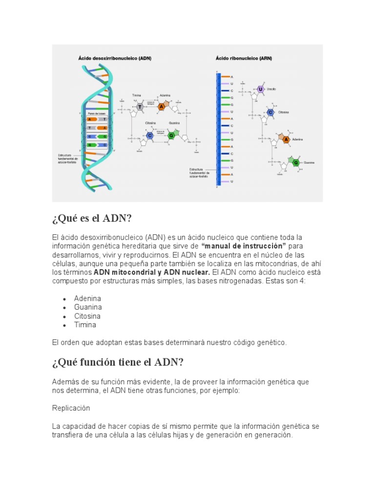 Qué Es El ADN | PDF