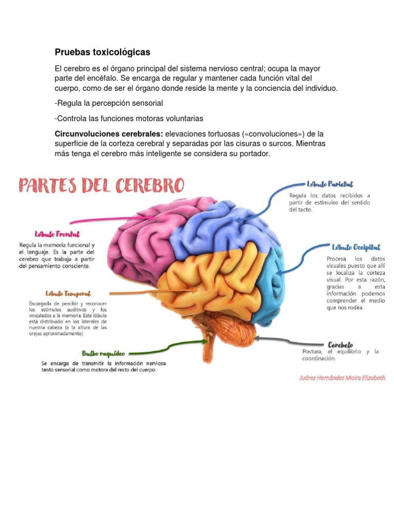 Guia Basica de Toxicología | Descargar gratis PDF | Cerebro | Sistema ...