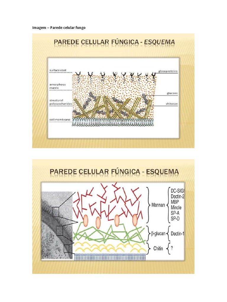 Estrutura Da Parede Celular Fungica O Que São FUNGOS? [Conceito,