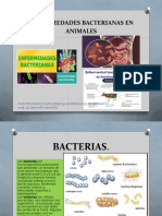 Enfermedades Bacterianas en Animales