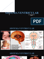 Sistema Ventricular