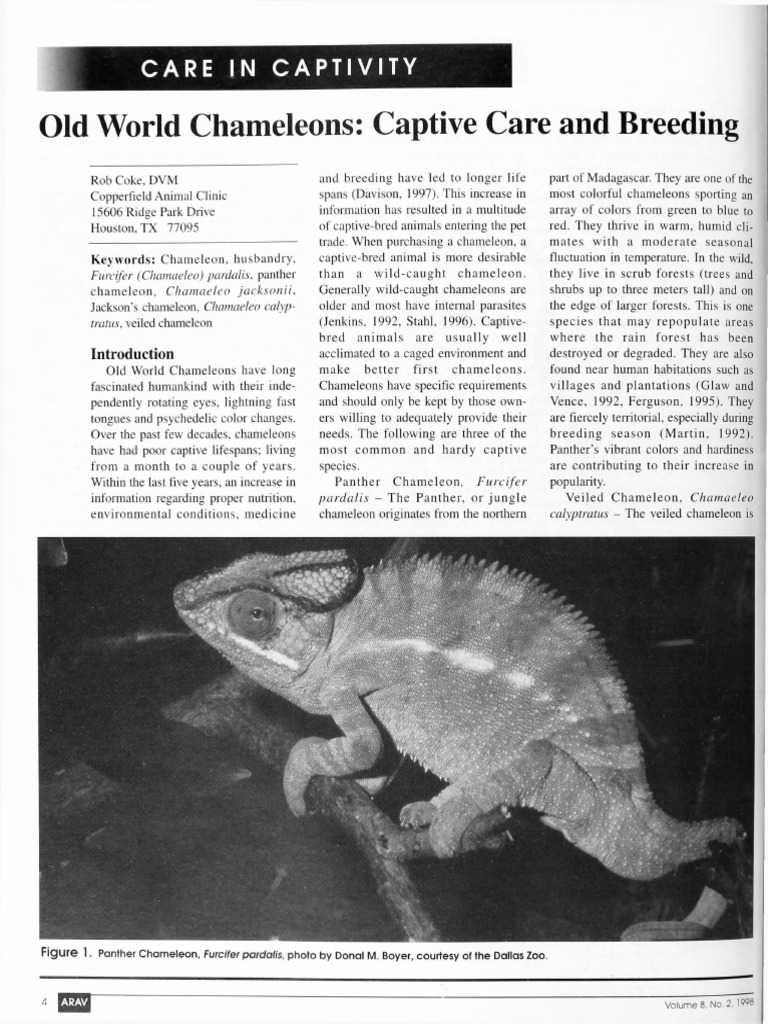 Curated visual reference: Fresh Look at Old World Chameleons Captive Care And Breeding