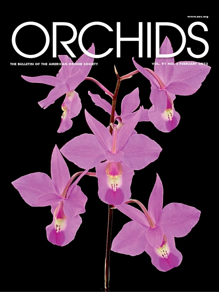 (Orchids Magazine) Barkeria HybridsUniflora Section (February 2022