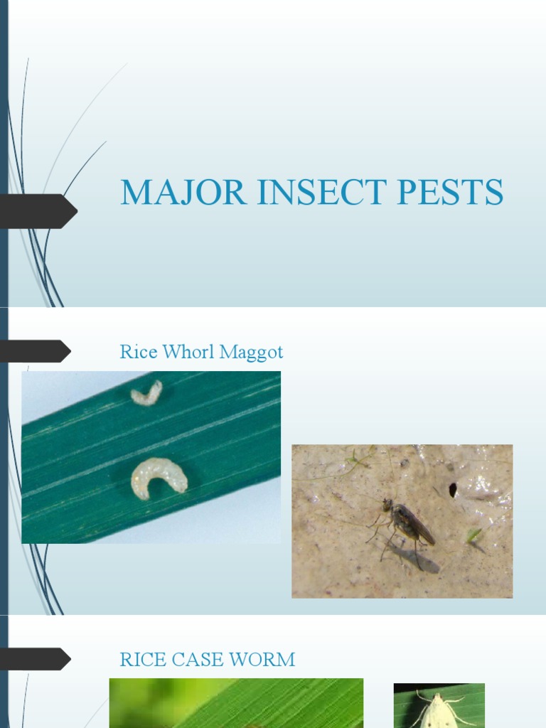 Major Insect Pests PDF