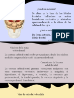 Orbitofrontal