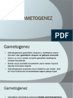 B) Gametogenez