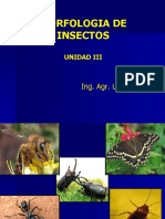 Morfologia, Fisiologia y Taxonomia de Insectos