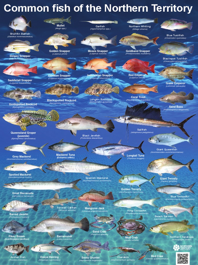 Northern Territory Fish Species Guide | PDF
