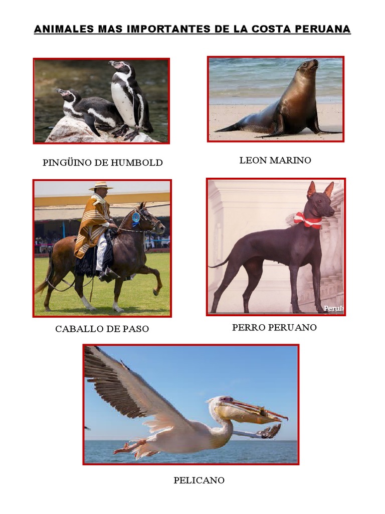 EXPOSICION Animales de La Costa | PDF