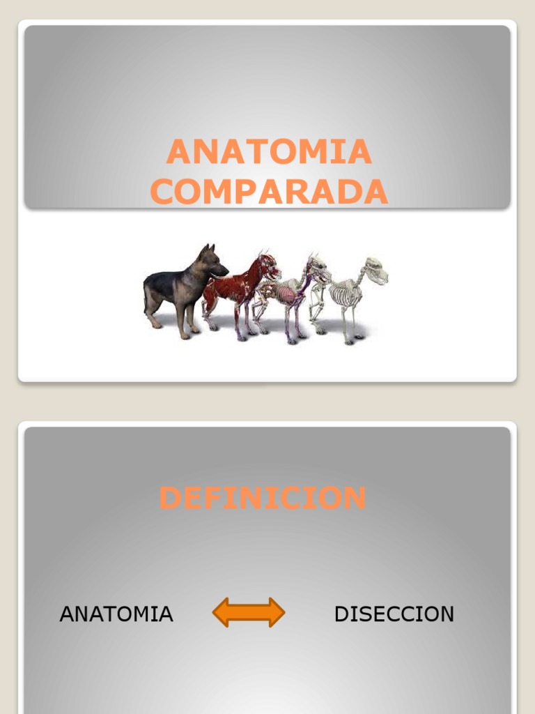 ANATOMIA COMPARADA PPTX Clase 1 PDF