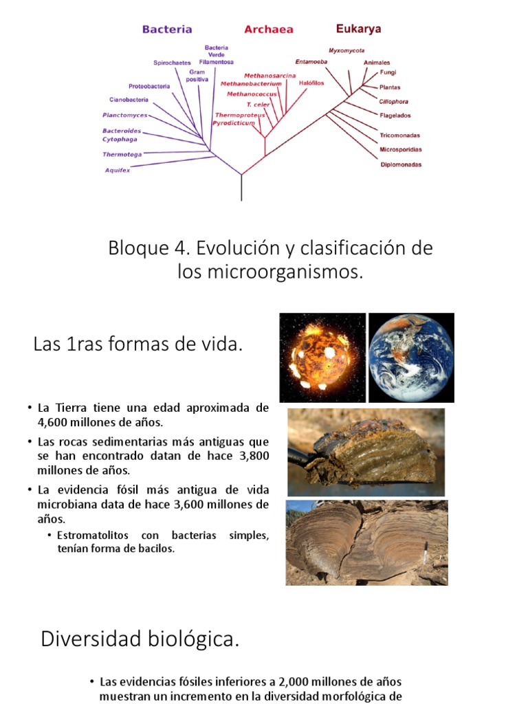 Evolución y Diversidad de Microorganismos | PDF | Evolución | Las bacterias