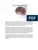 2 El Cerebro y Su Organización Funcional