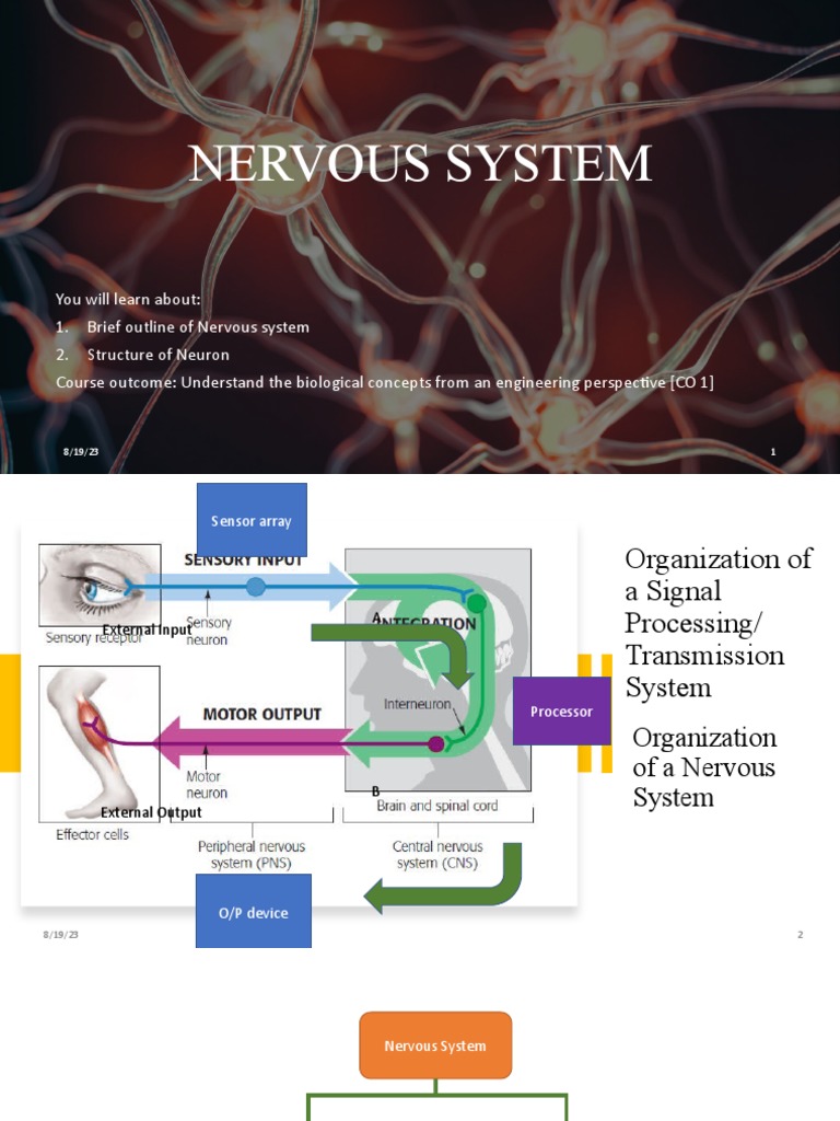 Nervous System Structure & Function | PDF | Neuron | Nervous System