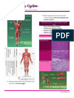 Muscular System