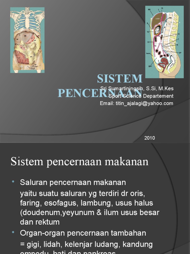 Sistem Pencernaan | PDF