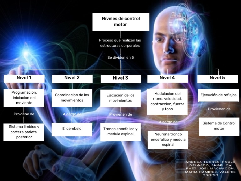 Niveles del Control Motor y Coordinación | PDF