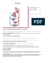 Generalistik Herz Aufbau Und Funktion Schülerblatt