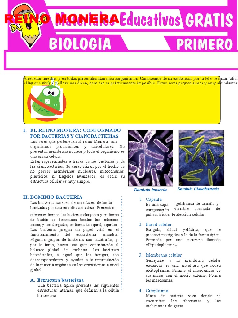 Características del Reino Monera | PDF | Las bacterias | Cianobacterias