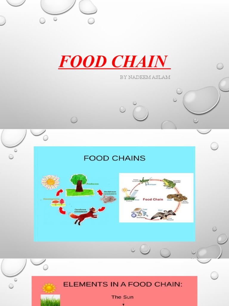 Food Chain Biology Diagrams