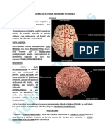 Configuracion Externa de Cerebro y Cerebelo