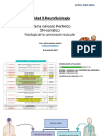 CLASE SISTEMA NERVIOSO SOMATICO CONTRACCION MUSCULAR JUNIO 2023