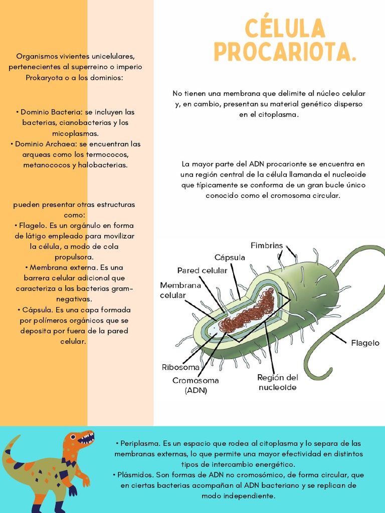 Estructura y funciones de la célula procariota | PDF