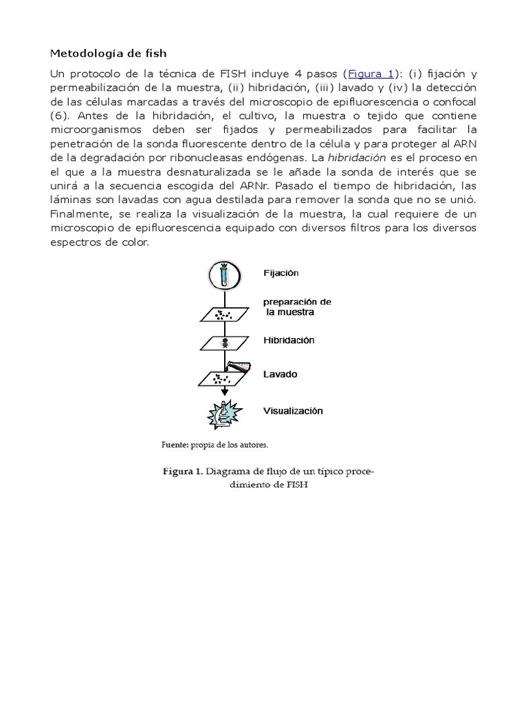 Protocolo FISH (ADN o ARN) | PDF