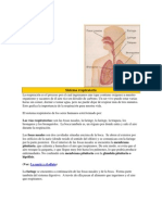 Sistema respiratorio