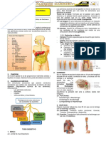 Sistema Digestivo