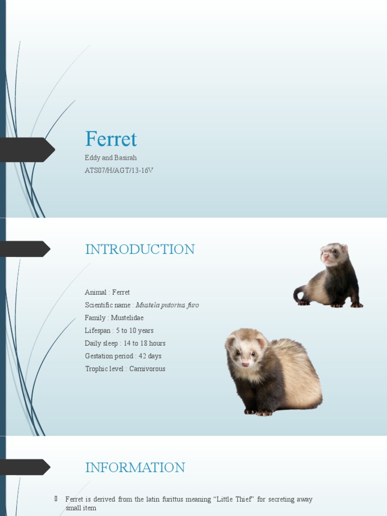 Ferret | PDF | Home & Garden | Wellness